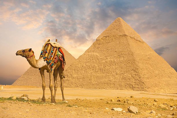 Camel-and-pyramid.jpeg